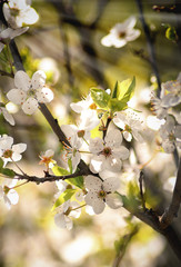 Early spring flowers