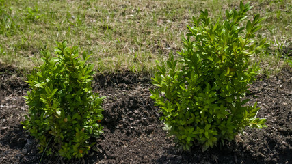 Two young boxwood bushes lighted by the sun in the park. May, Spring. Macro shooting, closeup