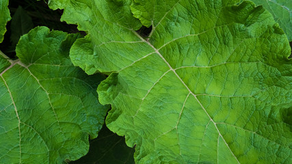 Burdock green leaves on the ground in the forest. May, Spring. Background. Macro shooting, closeup