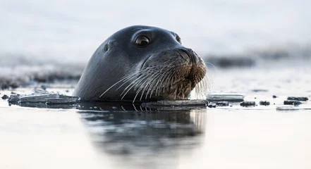 Foto auf Acrylglas Bärtierchen Swimming seal. The bearded seal, also called the square flipper seal. Scientific name: Erignathus barbatus. White sea, Russia.