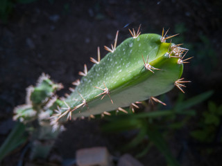 cactus con fondo negro