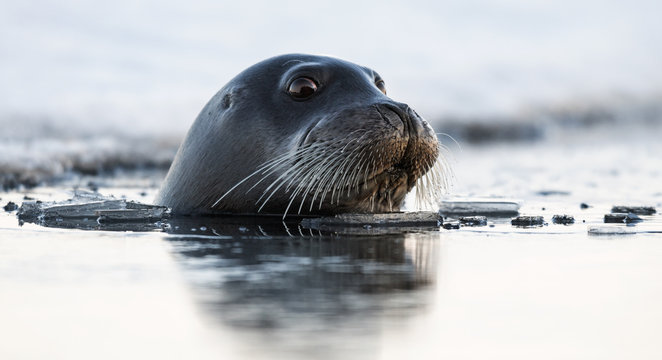 Fototapeta Swimming seal. The bearded seal, also called the square flipper seal. Scientific name: Erignathus barbatus. White sea, Russia.