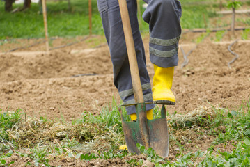 Worker digs soil with shovel in the vegetable garden, man loosens dirt in the farmland, agriculture and tough work concept