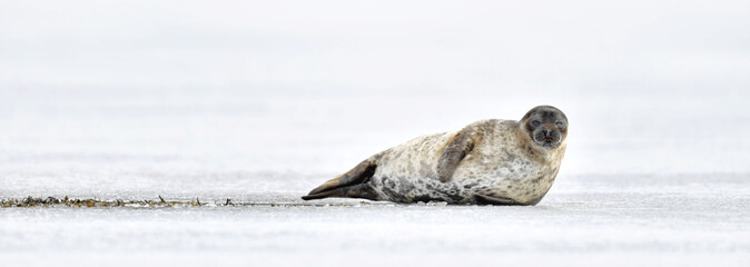 Seal resting on an ice floe. Ringed seal (Pusa hispida or Phoca hispida), also known as the jar seal, as netsik or nattiq by the Inuit, is an earless seal inhabiting the Arctic and sub-Arctic region. - 351057150