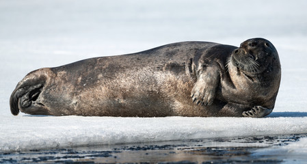 Seal resting on an ice floe. Close up. The bearded seal, also called the square flipper seal. Scientific name: Erignathus barbatus. White sea, Russia