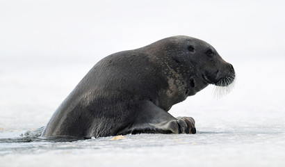 Seal climbs on an ice floe. The bearded seal, also called the square flipper seal. Scientific name: Erignathus barbatus. White sea, Russia