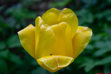 Yellow tulips in the green grass. The first spring flowers. Close up.