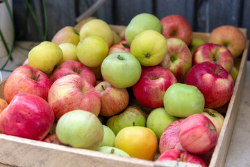 Green, red and yellow apples in a box. Autumn fruit harvest in the garden
