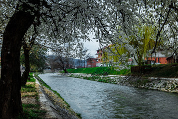 Blossom on a tree near the river