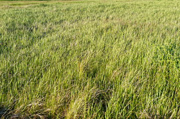 Meadow grassland panorama in Poland