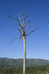 Obraz premium out standing dry pine tree dry up pine branches against a deep blue sky and far mountains