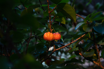 fruits on a tree
