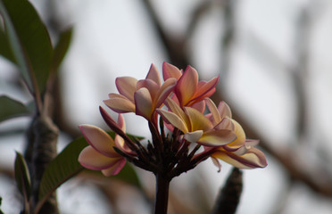 close up of pink flower