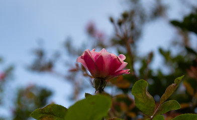 pink rose against blue sky