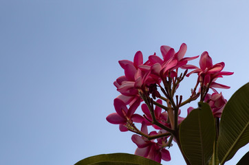 pink flower on blue sky