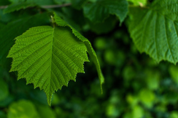 green leaves of a tree