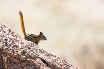 Chipmunk on a Rock