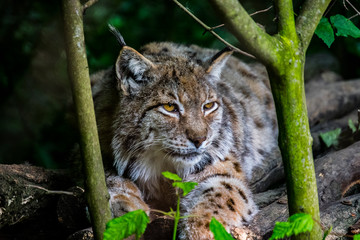 Lynx Lynx