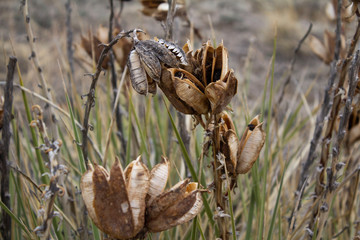 Dry Flower in Field 