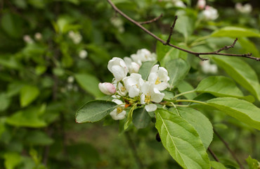 Obraz na płótnie Canvas Wild apple tree flowers in the forest.