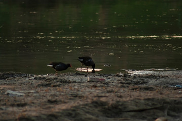Birds on the river bank