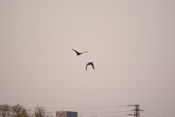 Duck flying over the river
