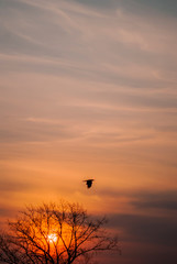 Sunset with bird and tree