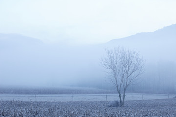 lonely tree in a misty winter morning 