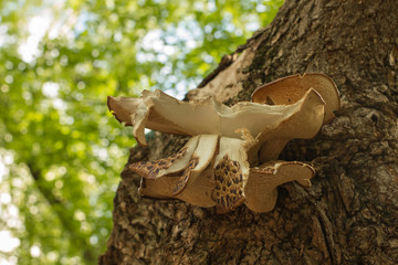 Wood mushrooms grew on pine bark. The tree is lit by the sun. Background with pine trunk and tree mushrooms.