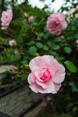flOWERS ROSES 