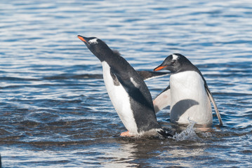 Fototapeta premium Gentoo Penguin,on an antarctic beach, Neko harbour,Antartica