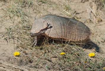 Armadillo in  desert environment, Peninsula Valdes, Patagonia, Argentina