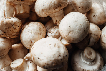 texture. many champignons. cep. top view