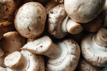 texture. many champignons. cep. top view