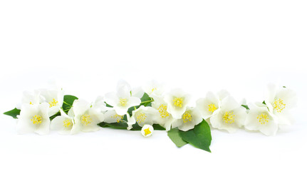 Delicate jasmine flowers with leaves isolated on a white background. Natural border. Copy space.