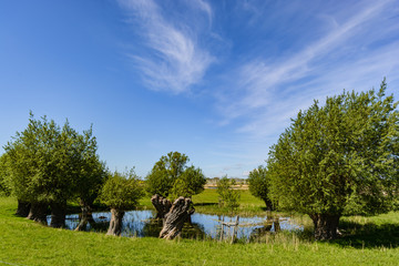 Raps, Rapsbl&uuml;te auf der Insel R&uuml;gen