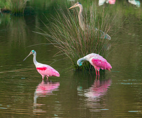 Roseate Spoonbill and Heron Styling