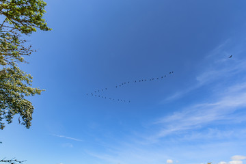 Raps, Rapsblüte auf der Insel Rügen