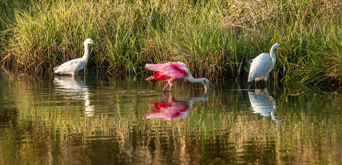 Spoonbill Breakfast Time