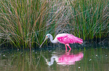 Pink Reflections