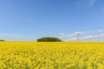 Raps, Rapsbl&uuml;te auf der Insel R&uuml;gen