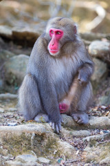 Travel Destinations. Japanese Macaque Near Tree at Arashiyama Monkey Park Iwatayama in Kyoto, Japan.