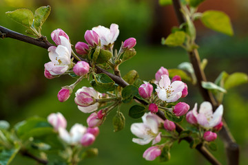 Close up of new cherry tree blossom flowers spring on green blur background