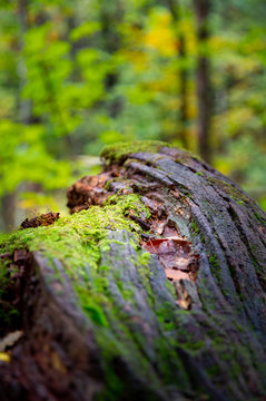 1 0 Best 白神山地images Stock Photos Vectors Adobe Stock 1 0 Best 白神山地images Stock Photos Vectors Adobe Stock
