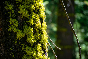 moss on a tree