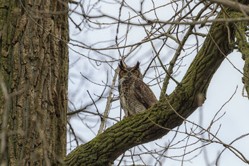 Adult Great Horned Owl perched in a tree overlooking a forest. 