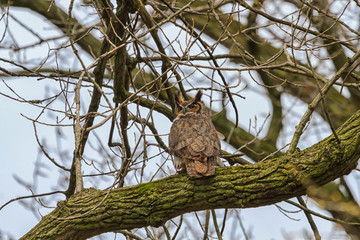 Adult Great Horned Owl perched in a tree overlooking a forest. 
