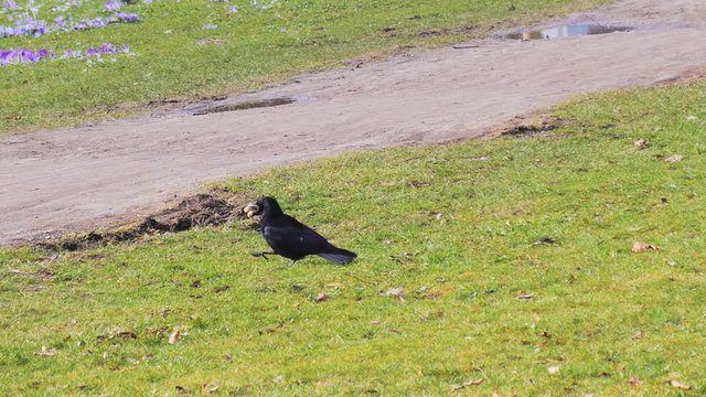 Crow walking on grass with food in its bea