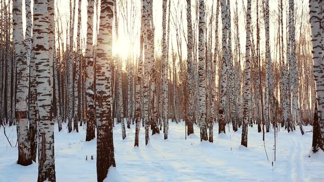 Walking in winter birch forest