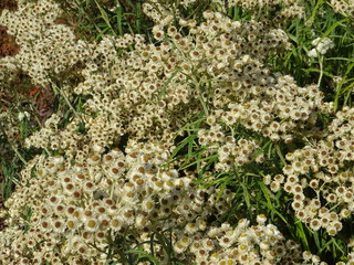 Tapis de fleurs blanches